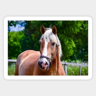 Horse Portrait Sticker